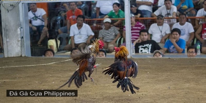 Bật mí sức hấp dẫn của đá gà cựa dao Philippines